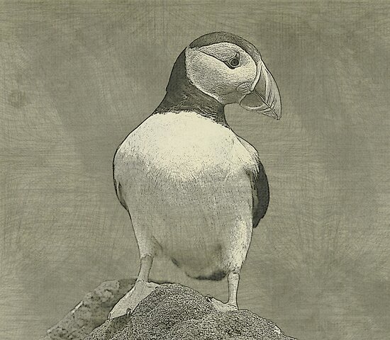 puffin drawing