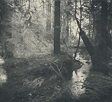 In This Silence by Laurie Search