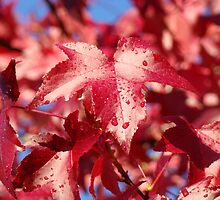 Raindrops RED Autumn Leaves Art Prints Gifts by BasleeArtPrints