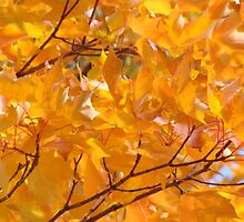 Golden Orange Autumn Leaves Tree Art Prints by BasleeArtPrints