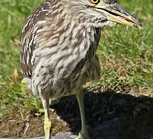 Sebastian the bashful by Heather King