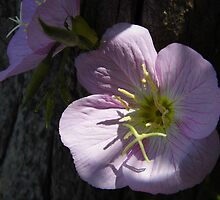 Primrose And Cypress by WildestArt