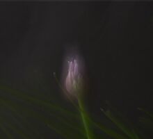 Chives - experimental layering by Jan Clarke
