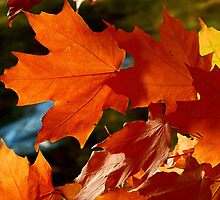 Fall leaves in the wind by jammingene