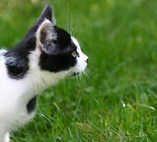 Staring Black & White Cat by Kingy1408