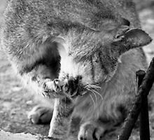 Paws Cleaning In Progress by tropicalsamuelv