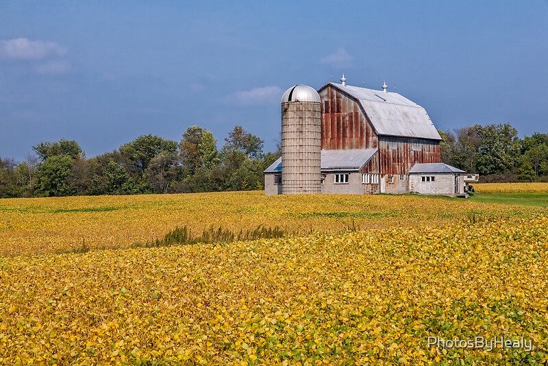 Nearing Harvest Time
by PhotosByHealy