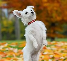 Pup standing up by Katho Menden