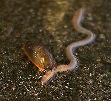 Slug Eating Earthworm by Sue Robinson