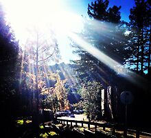 Berkeley by omhafez