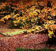 Autumn Tree by Ginger Barritt