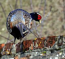 Does My Bum Look Big In This ......... by lynn carter