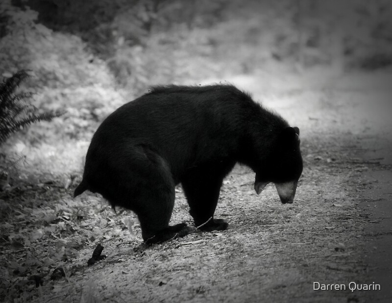 "Bear Poop" Posters by Darren Quarin Redbubble