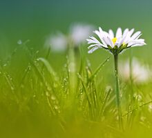 Just soak in the grass.... II by Bob Daalder