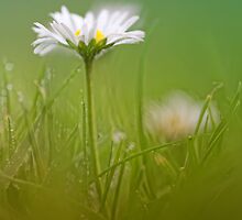 Just soak in the grass.... III by Bob Daalder