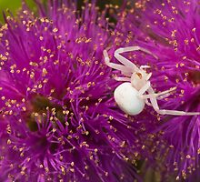 Casper, the friendly spider by ImagesbyDi