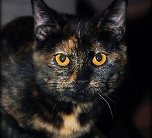 Sweet Little Elsie by jodi payne