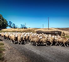 Sheep Farmer by hangingpixels