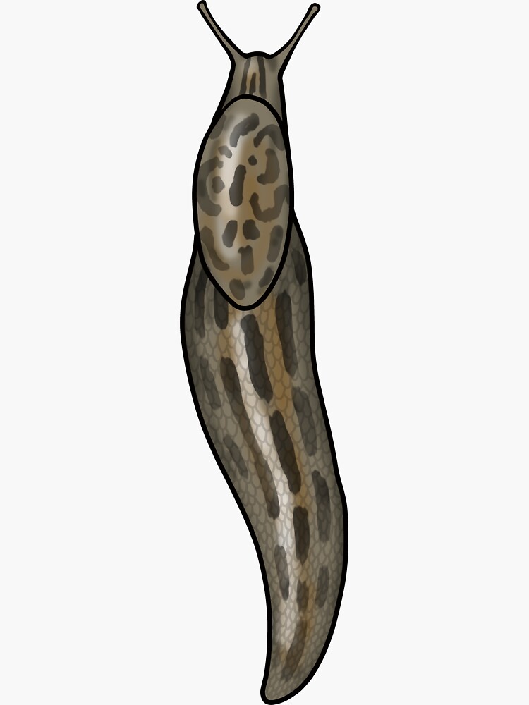 Limax Slug Natural Color Sticker By Uroliteart Redbubble