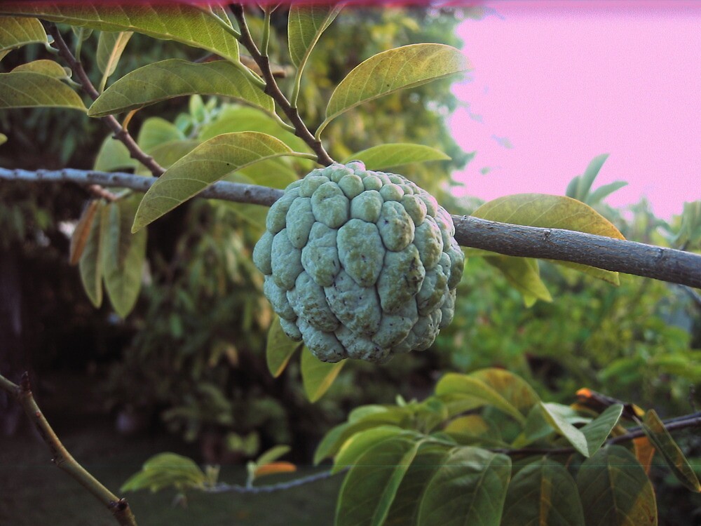 "Jamaican Custard Apple " by Arthur Chin Yet Redbubble