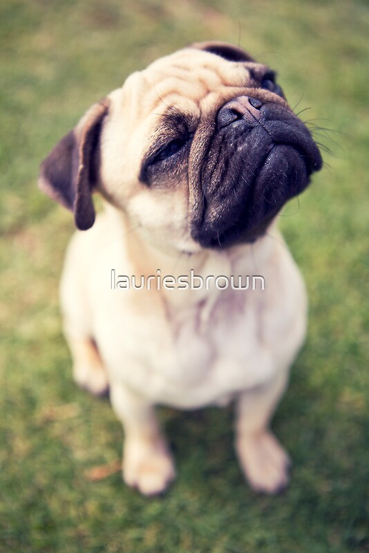 pug charity quot cheesy smile pug proceeds to charity quot greeting cards by lauriesbrown redbubble pug charity quot cheesy smile pug proceeds to charity quot greeting cards by lauriesbrown redbubble