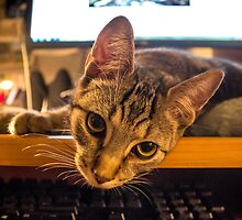 Hard to Get Any Work Done Sometimes by Mikell Herrick