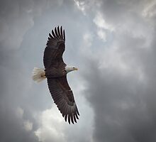 Freedom Flight by Thomas Young