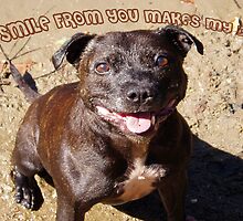 Staffie Smile by bellecards