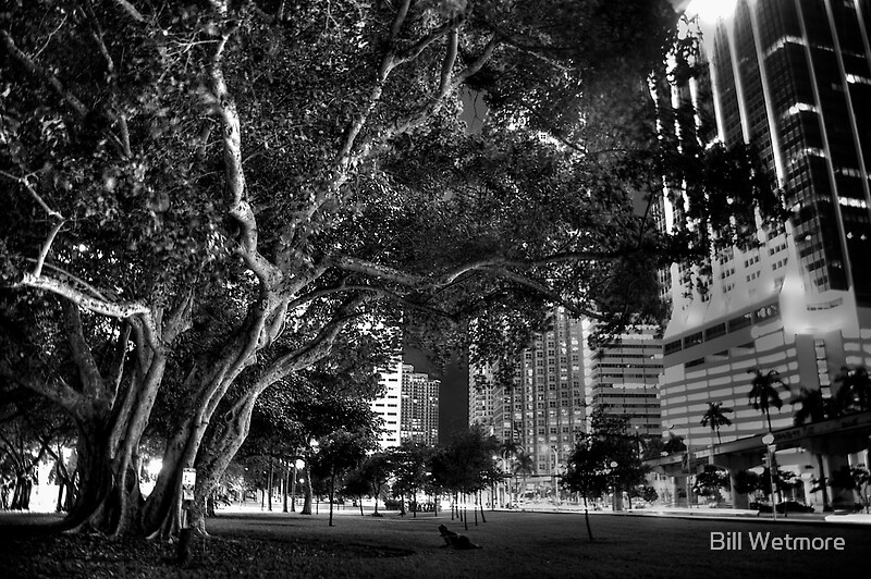 Banyan Tree Black and White Photography Redbubble