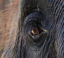Elephant Lashes by Rochelle Boardman