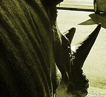 The Rival by PictureNZ