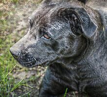 Black Pit by Ginger Barritt