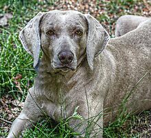 Weimaraner by Ginger Barritt