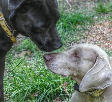 Pit and Weimaraner - Friends by Ginger Barritt