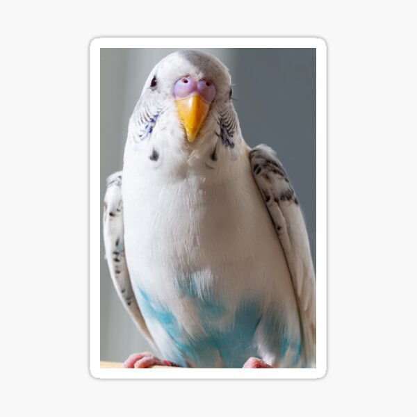 White And Blue Parakeet Photograph Sticker For Sale By Aymee Perdomo