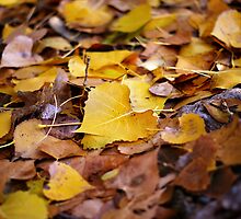 Beautiful Leaves Grow Old by Linda Storm