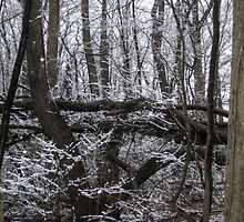 Contrast of White Snow Against the Dark Trees by Jane Neill-Hancock