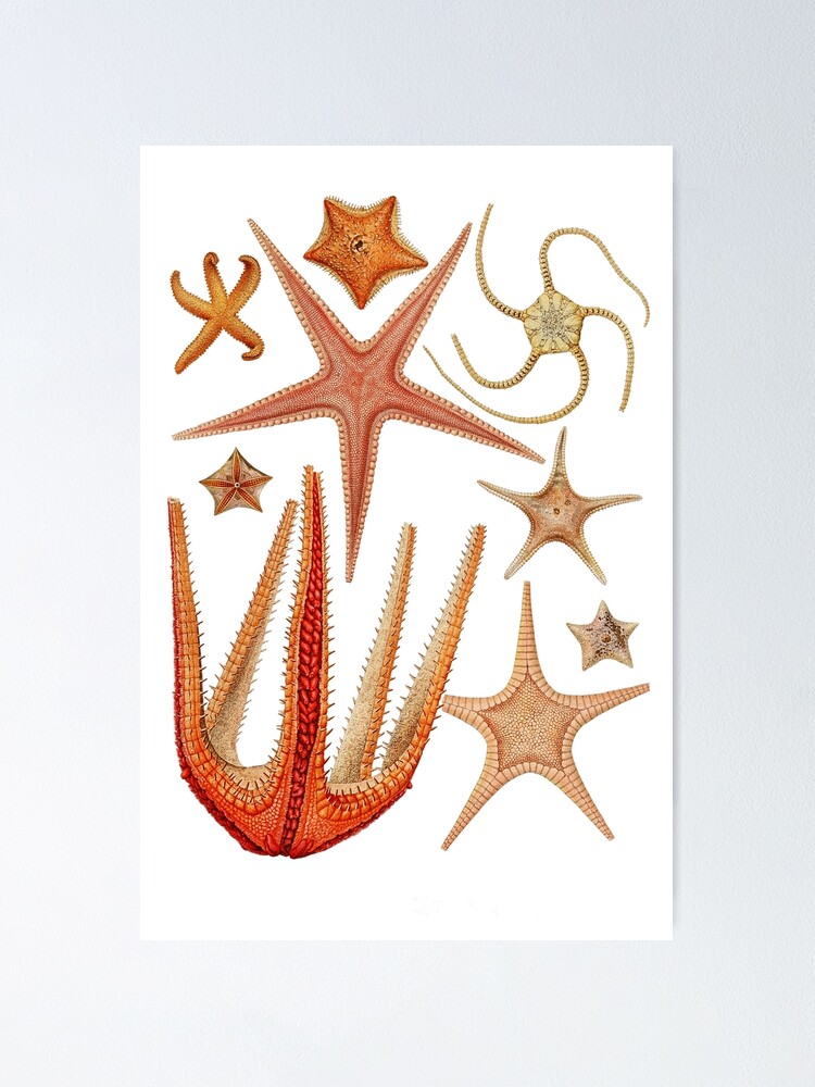 Starfish Varieties Set Illustration Poster By Webcaff Design Redbubble