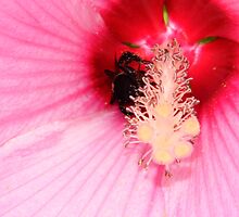 Bumble Bee Buried by WildestArt