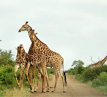 COMPETITION TIME! - GIRAFFE – Giraffa Camelopardalis (KAMEELPERD) by Magaret Meintjes