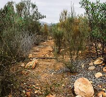 The Path Less Travelled by heatherfriedman