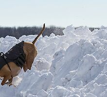 Shelby Comes Off Snow Mountain by Thomas Young