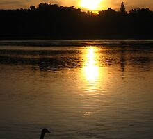 Sunset Duck on banks of Rhone River Avignon France by deanworld