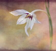 A Penny for Your Thoughts by Marilyn Cornwell