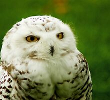Snowy Owl - a penny for your thoughts by steppeland