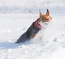 Pitt Bull Snow Plow by Thomas Young