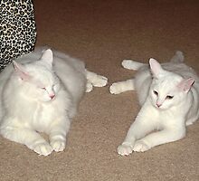 White Cats by AnnDixon