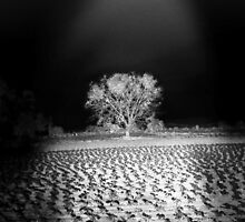 ©DA Enlightening IA Monochromatic by OmarHernandez