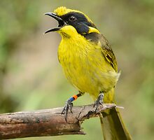 He Ho Song. by James Peake Nature Photography.