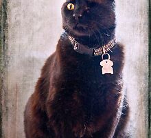 Lefty by Barbara Manis